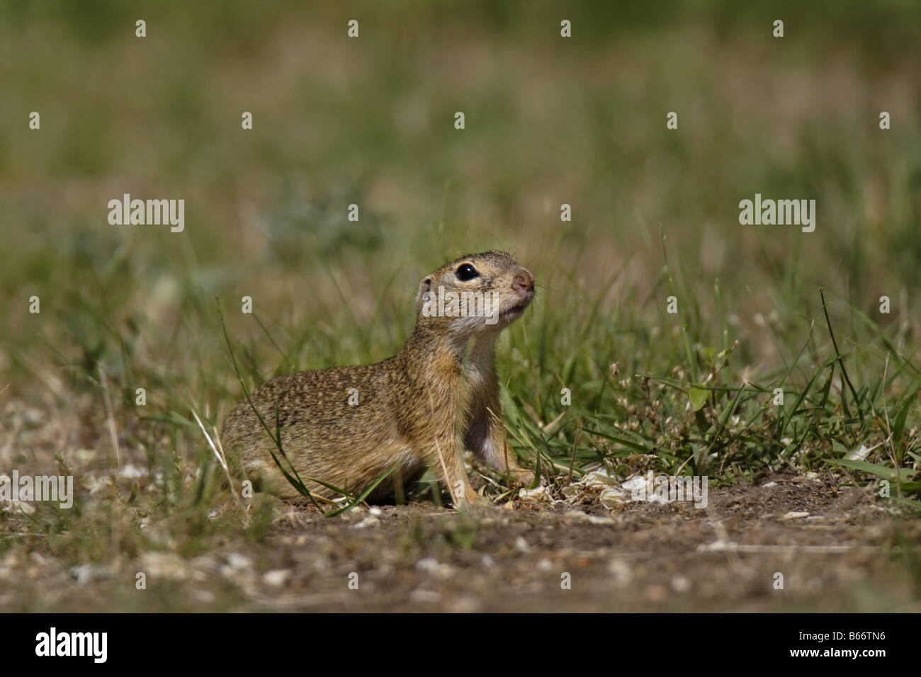 Erdhörnchen Erdmännchen Ziesel Citellus Citellus spermophilus European ground squirrel Souslik Stock Photo