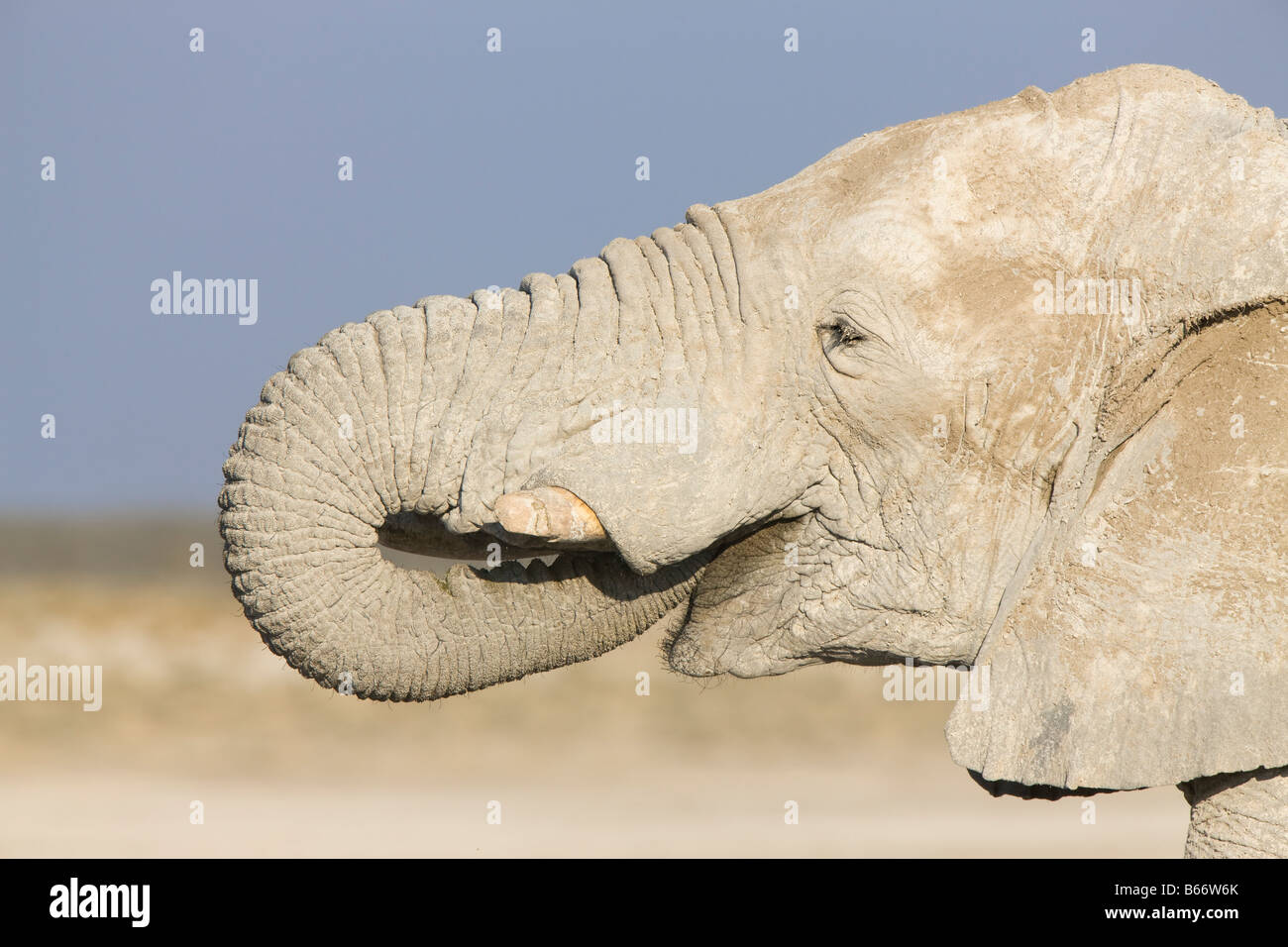 Desert Elephant Covered in Clay and Drinking at Small Water Hole, Etosha National Park, Namibia