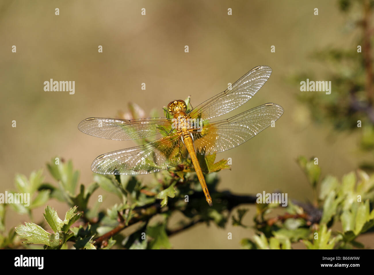 Sympetrum flaveolum hi-res stock photography and images - Alamy