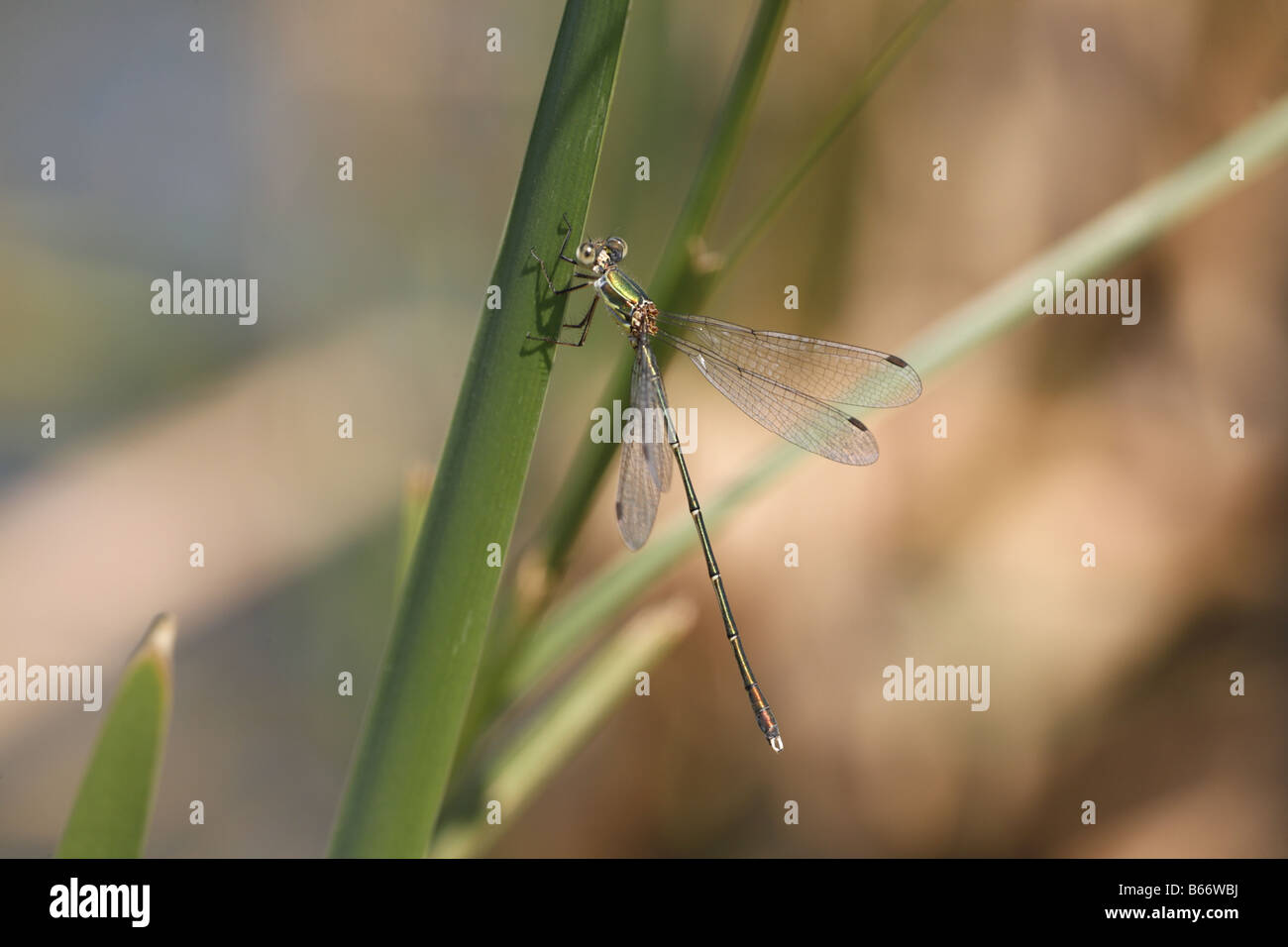 Eastern Willow Emerald Chalcolestes parvidens near Krumovgrad Stock Photo