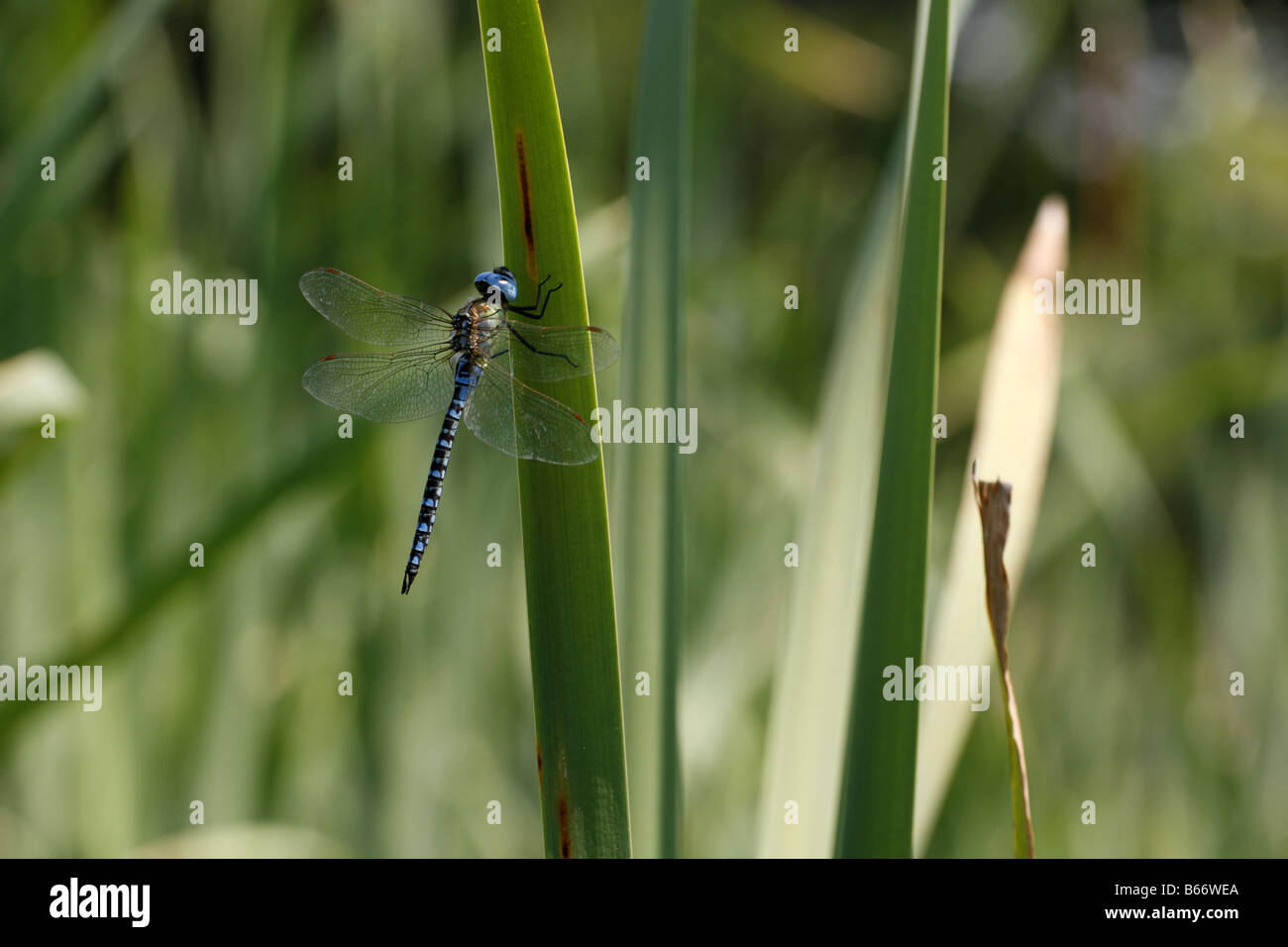 Southern Migrant Hawker Aeshna affinis Stock Photo