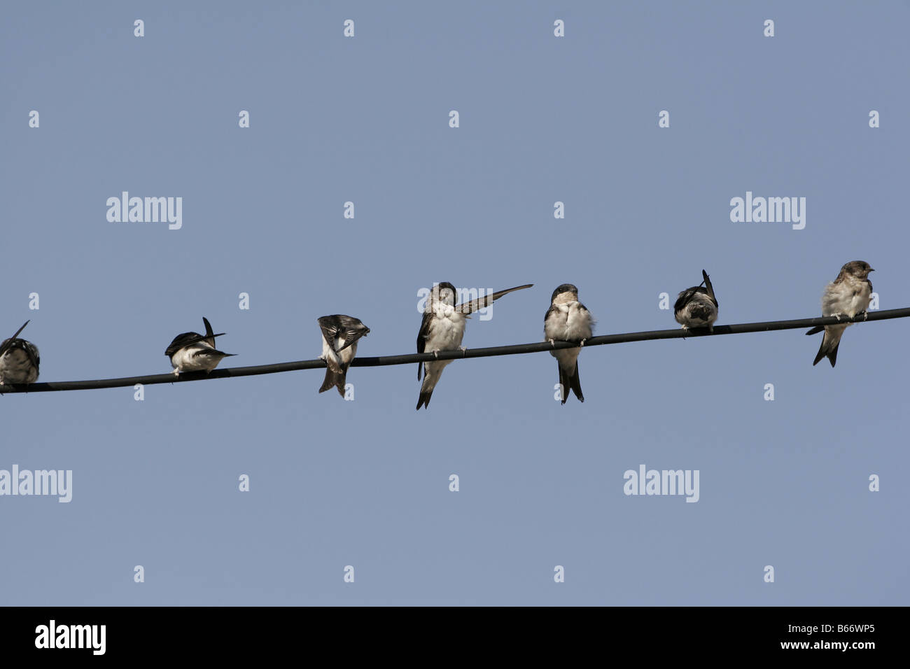 House martin migration hires stock photography and images Alamy