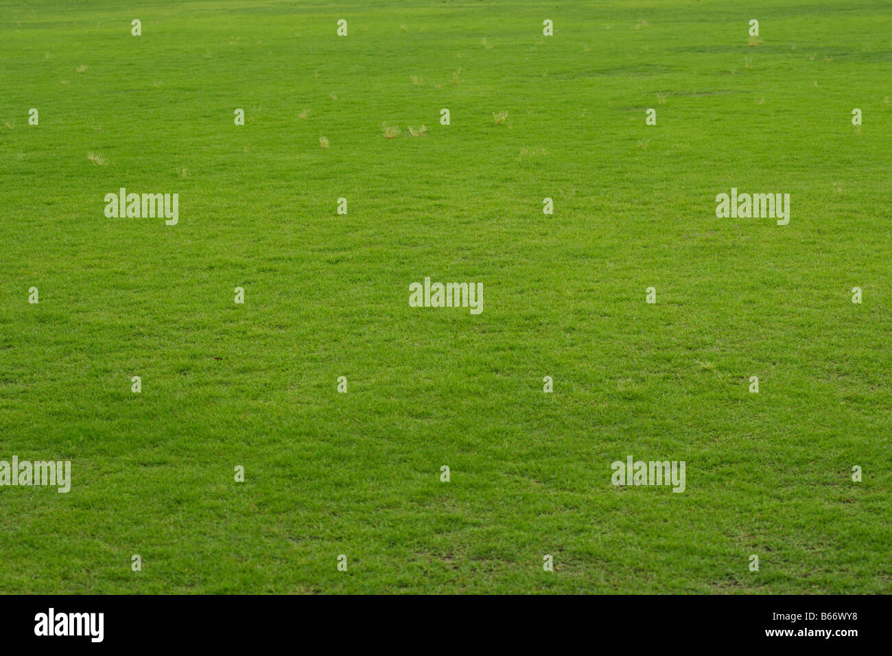 Full Frame View of Lawn Stock Photo