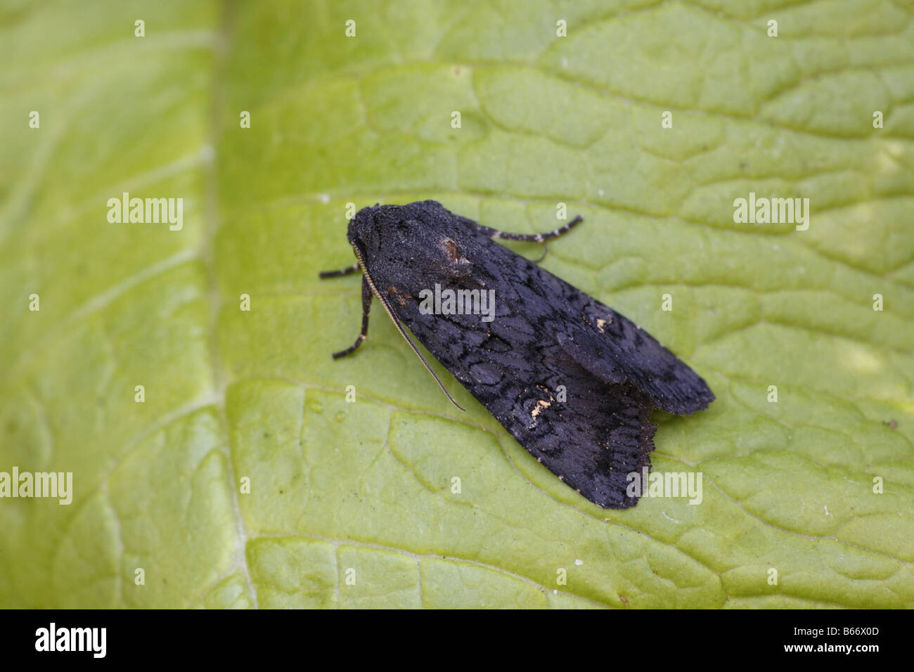 Black Rustic Aporophyla nigra in Perthshire Stock Photo