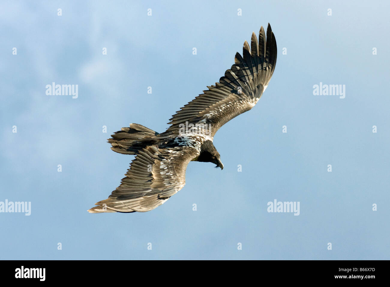 Bearded Vulture , Gypaetus Barbatus , Flying Stock Photo - Alamy