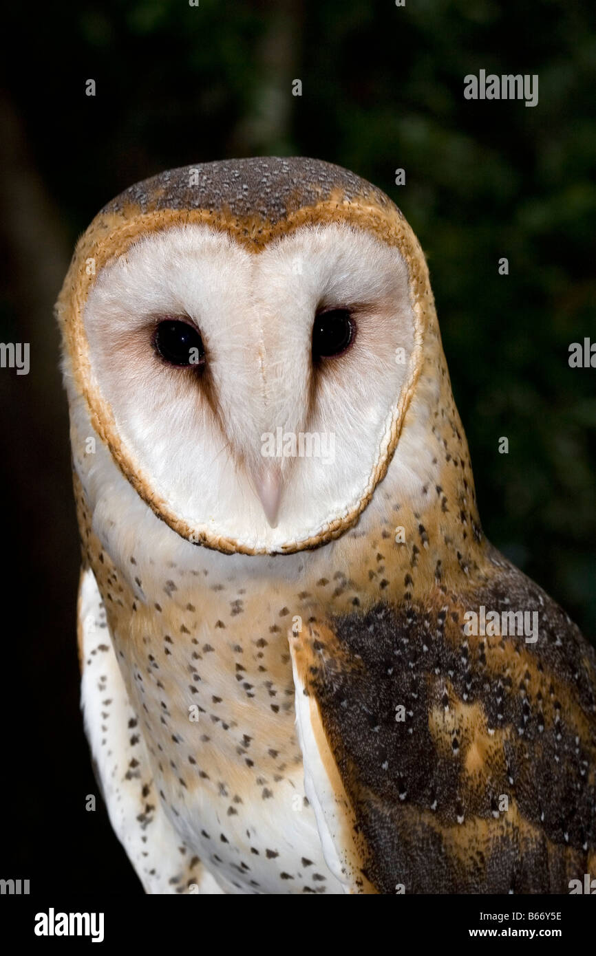 Barn Owl Tyto alba pratincola USA Stock Photo