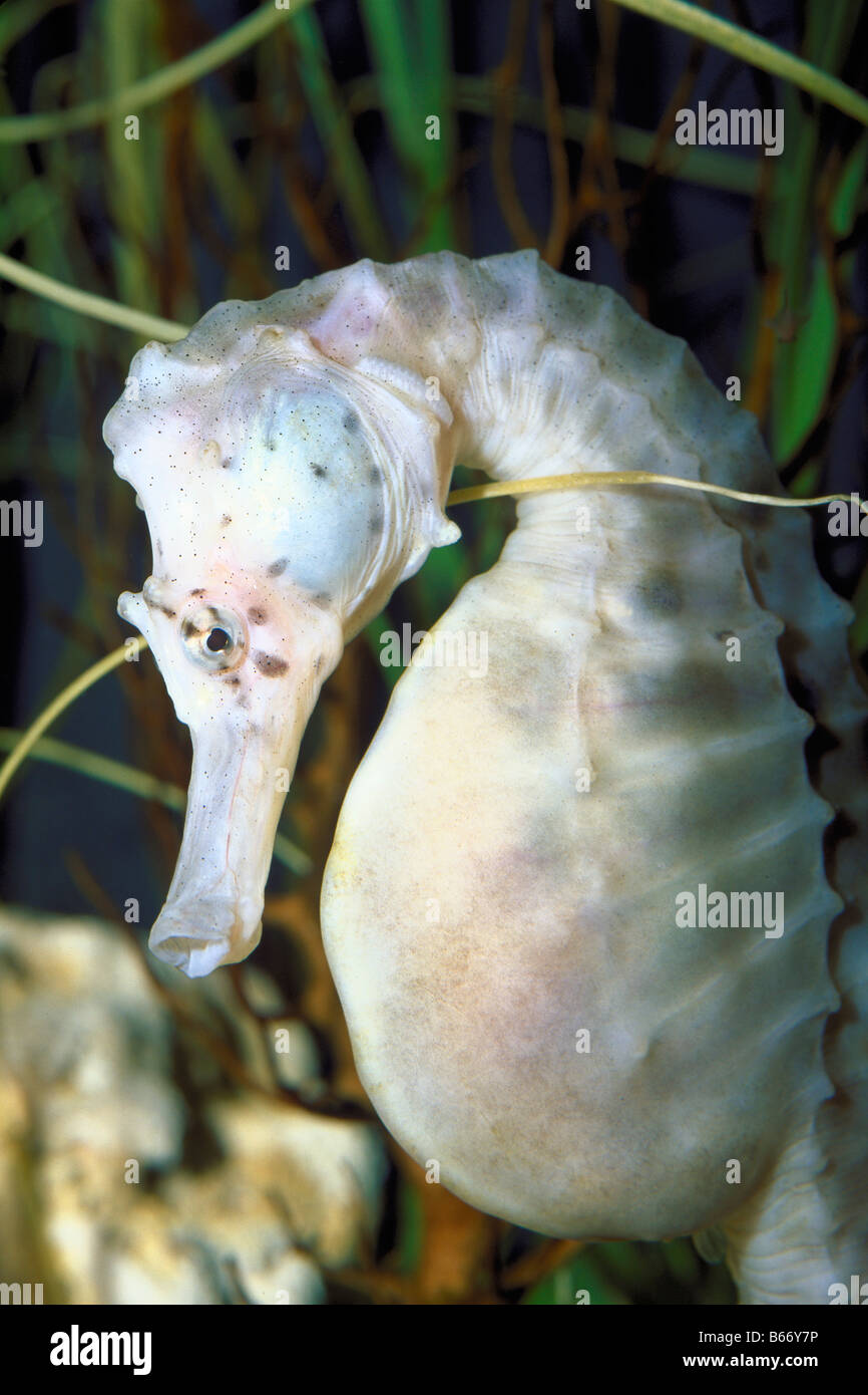 Hippocampus erectus florida reef hi-res stock photography and images