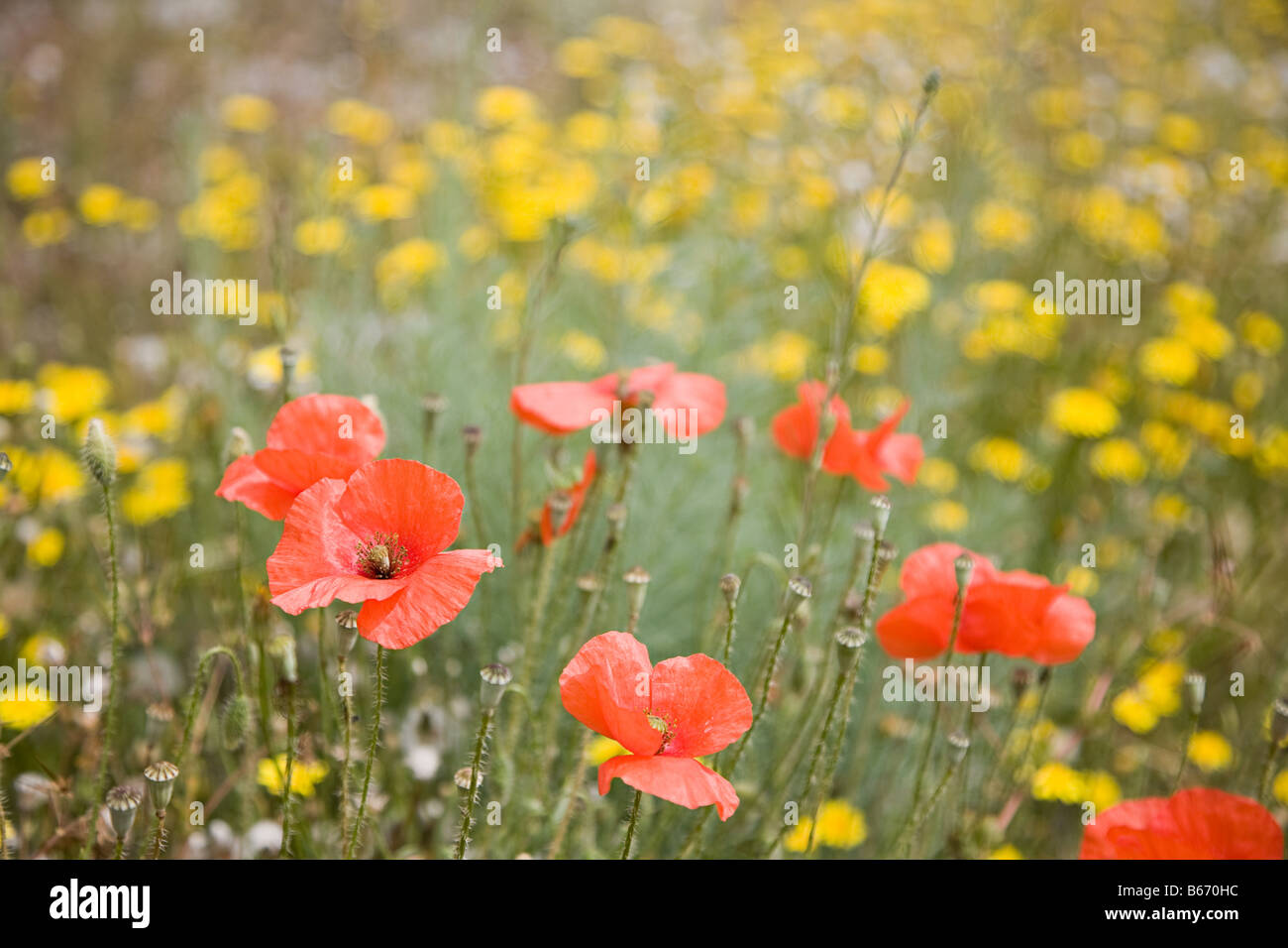 A field of poppies Stock Photo