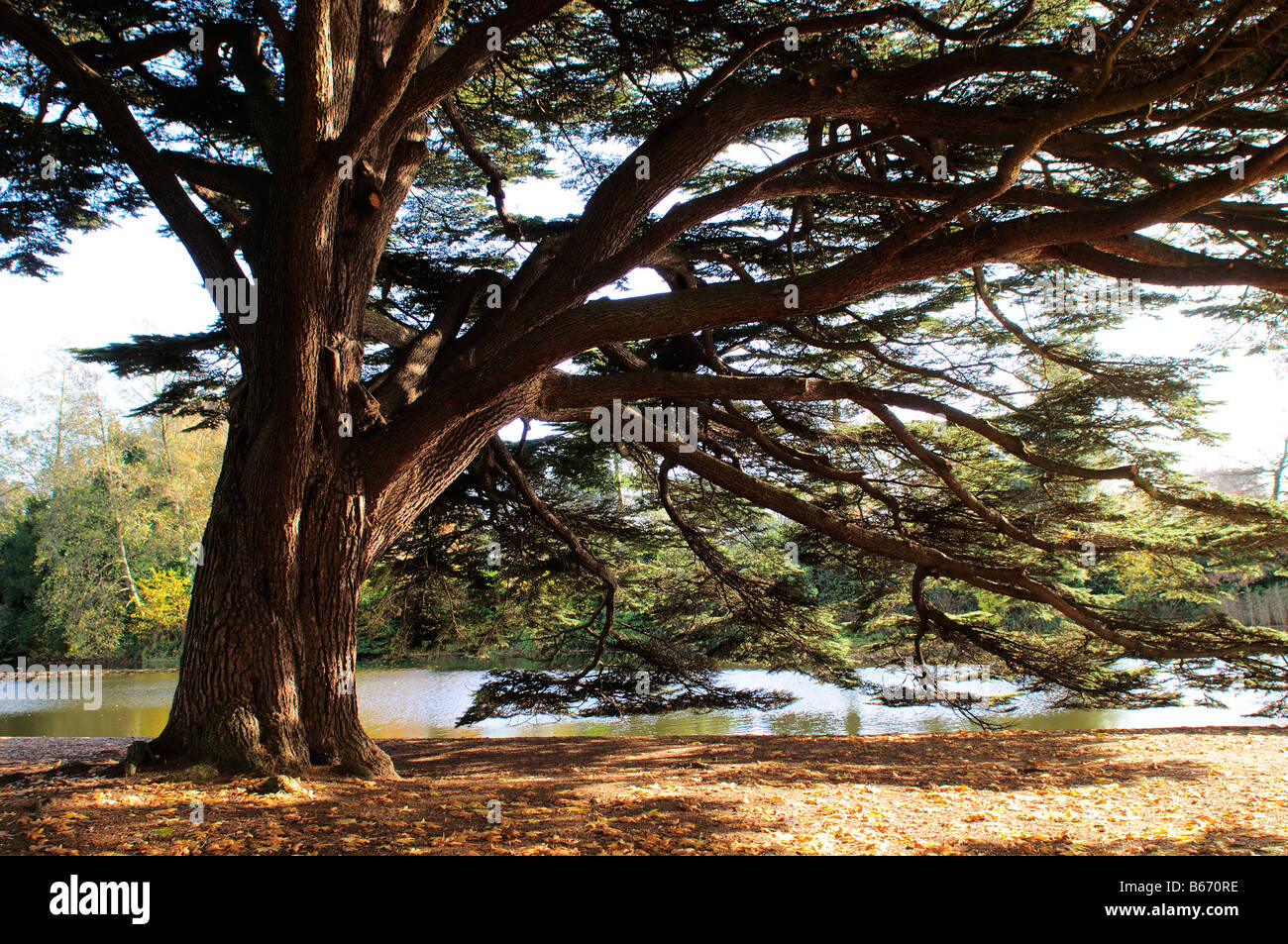 Cedar Tree near the Garden Lake Osterley Park London UK Stock Photo