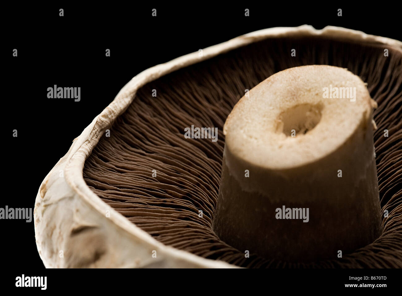 A mushroom Stock Photo