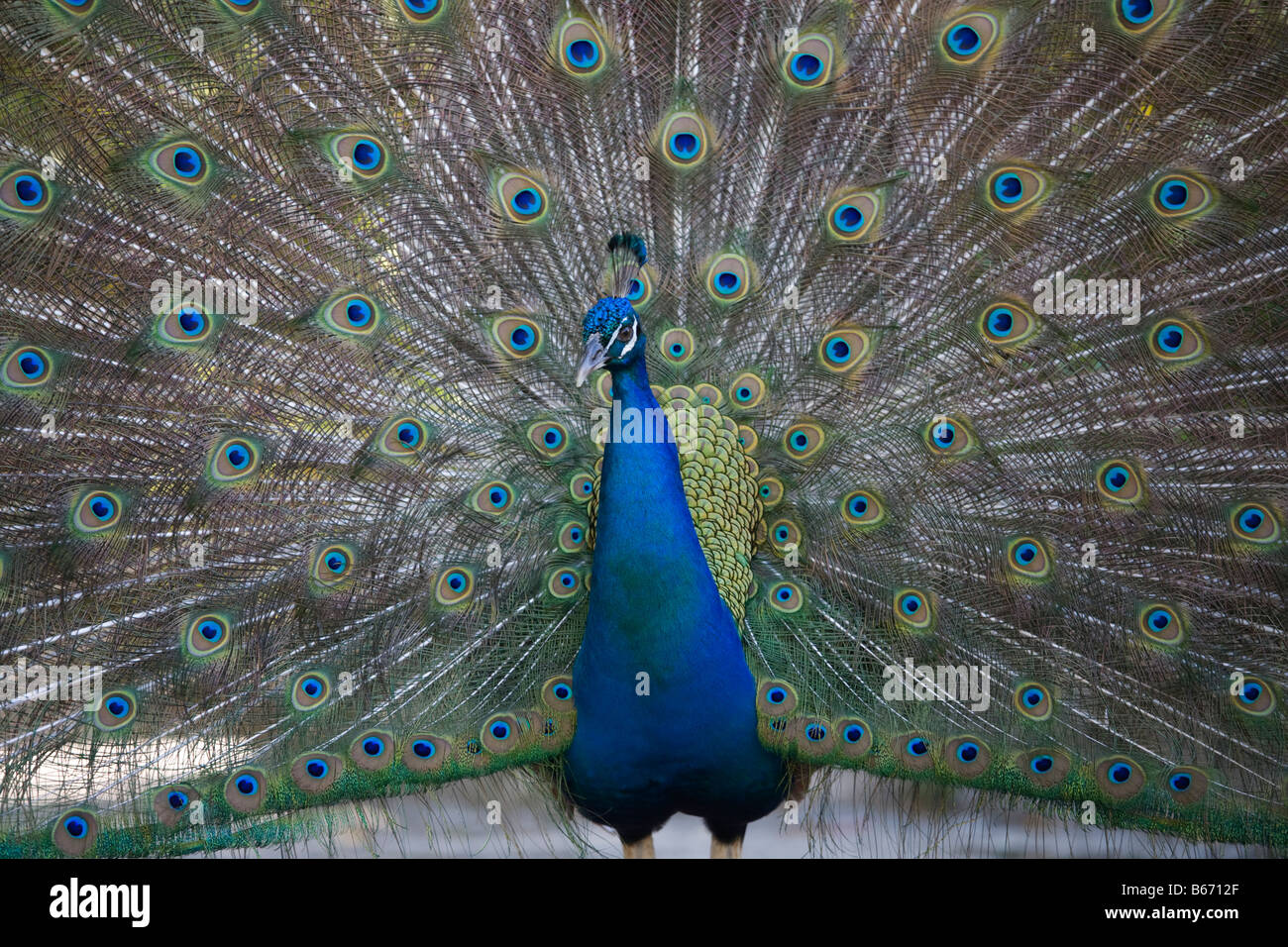 Male indian peacock hi-res stock photography and images - Alamy