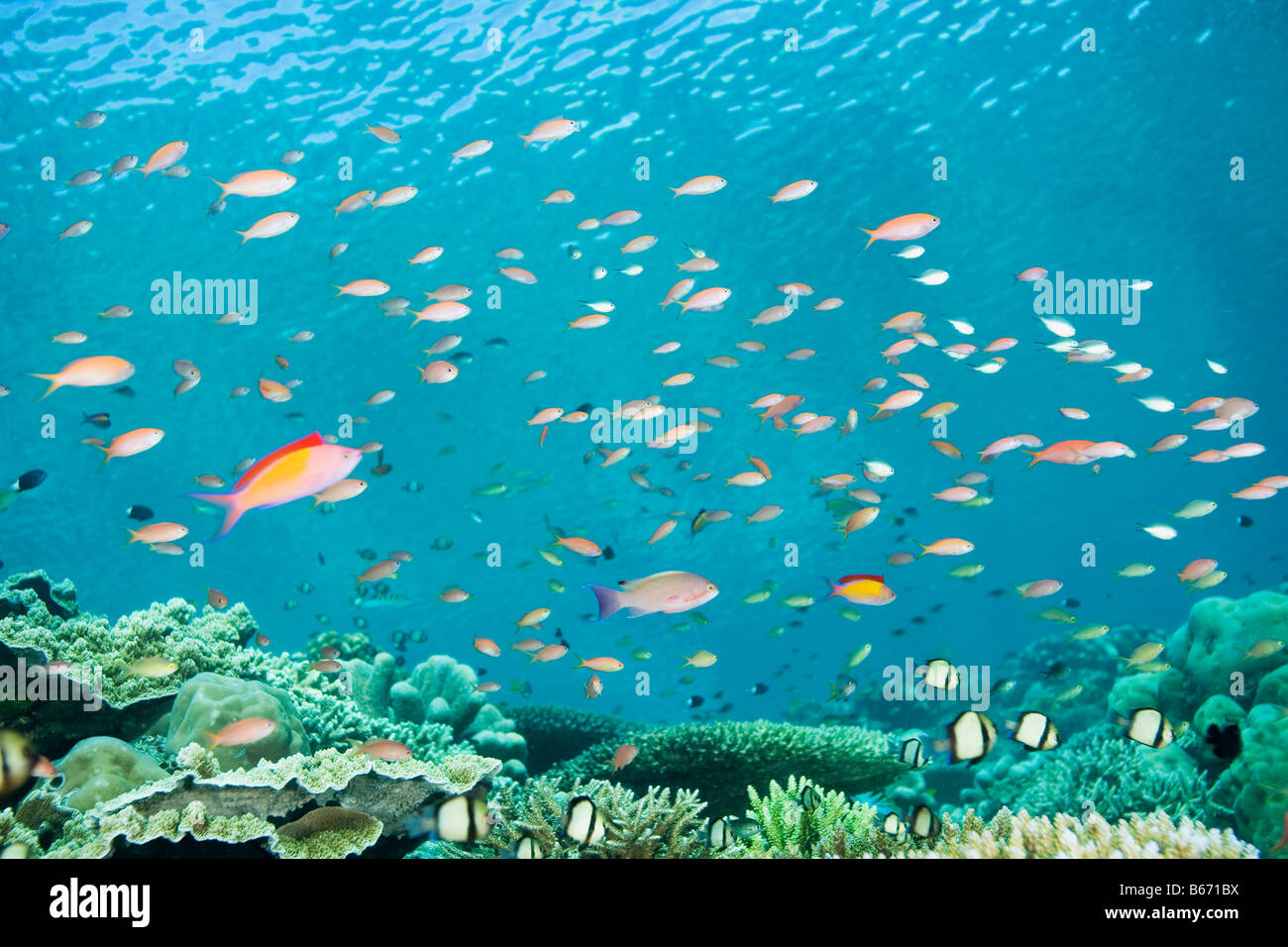 Fish swimming off sipadan island Stock Photo