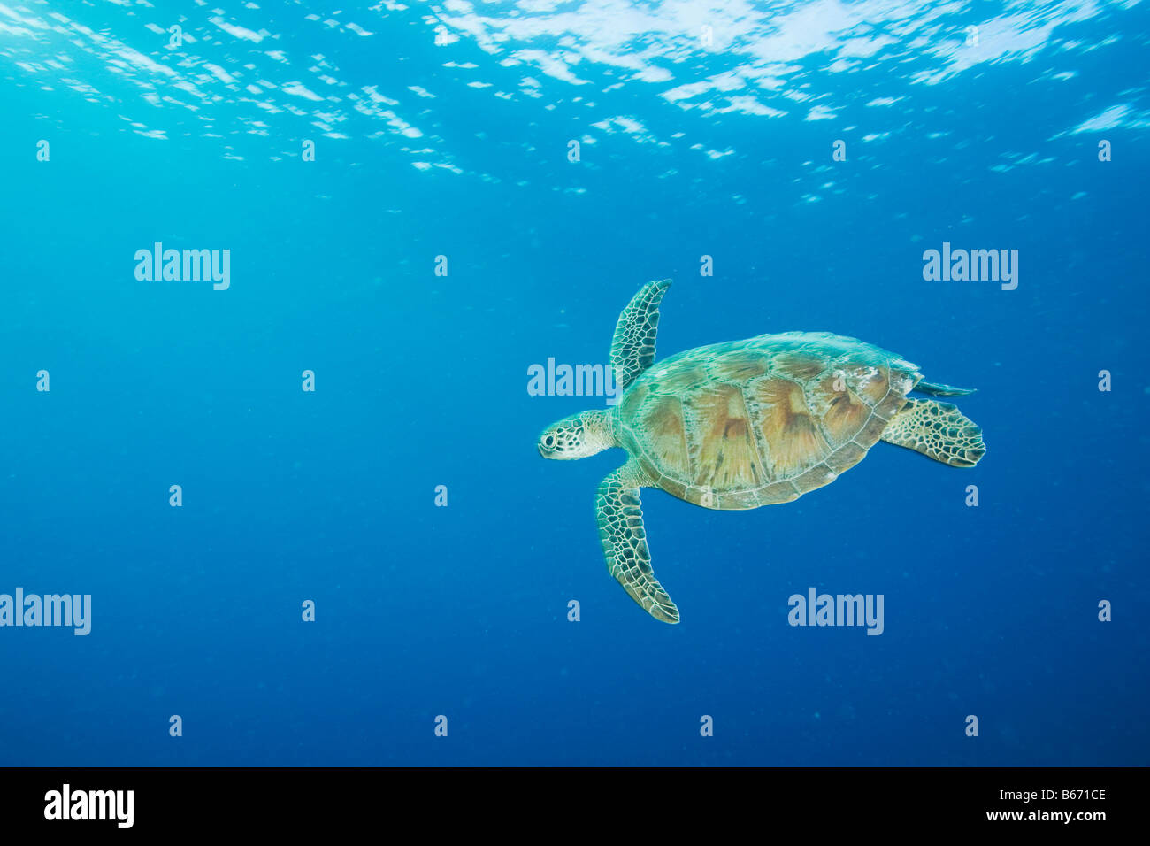 Hawksbill turtle swimming off sipadan island Stock Photo