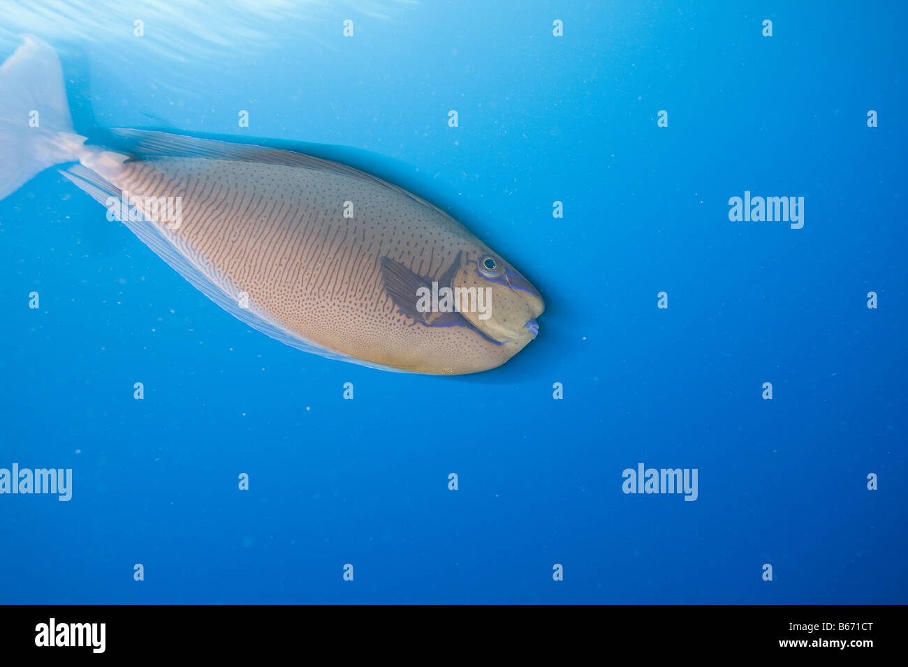 Fish swimming off sipadan island Stock Photo