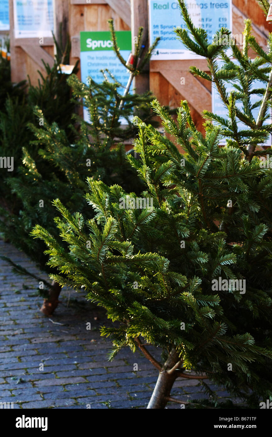 Christmas trees on sale in an outdoor market Stock Photo Alamy