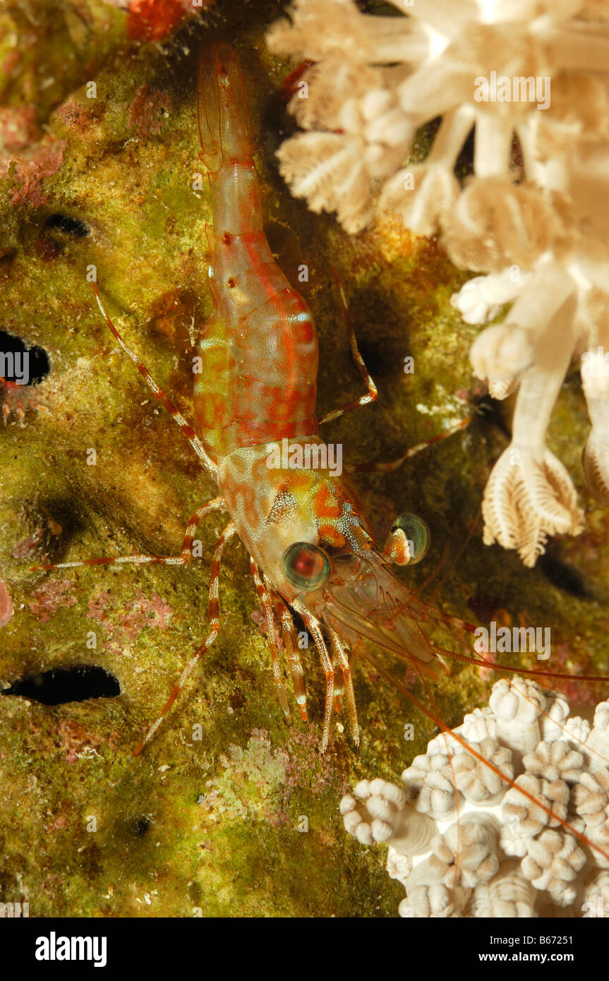Red Night Dancing Shrimp Cinetorhynchus reticulates Marsa Alam Red Sea Egypt Stock Photo