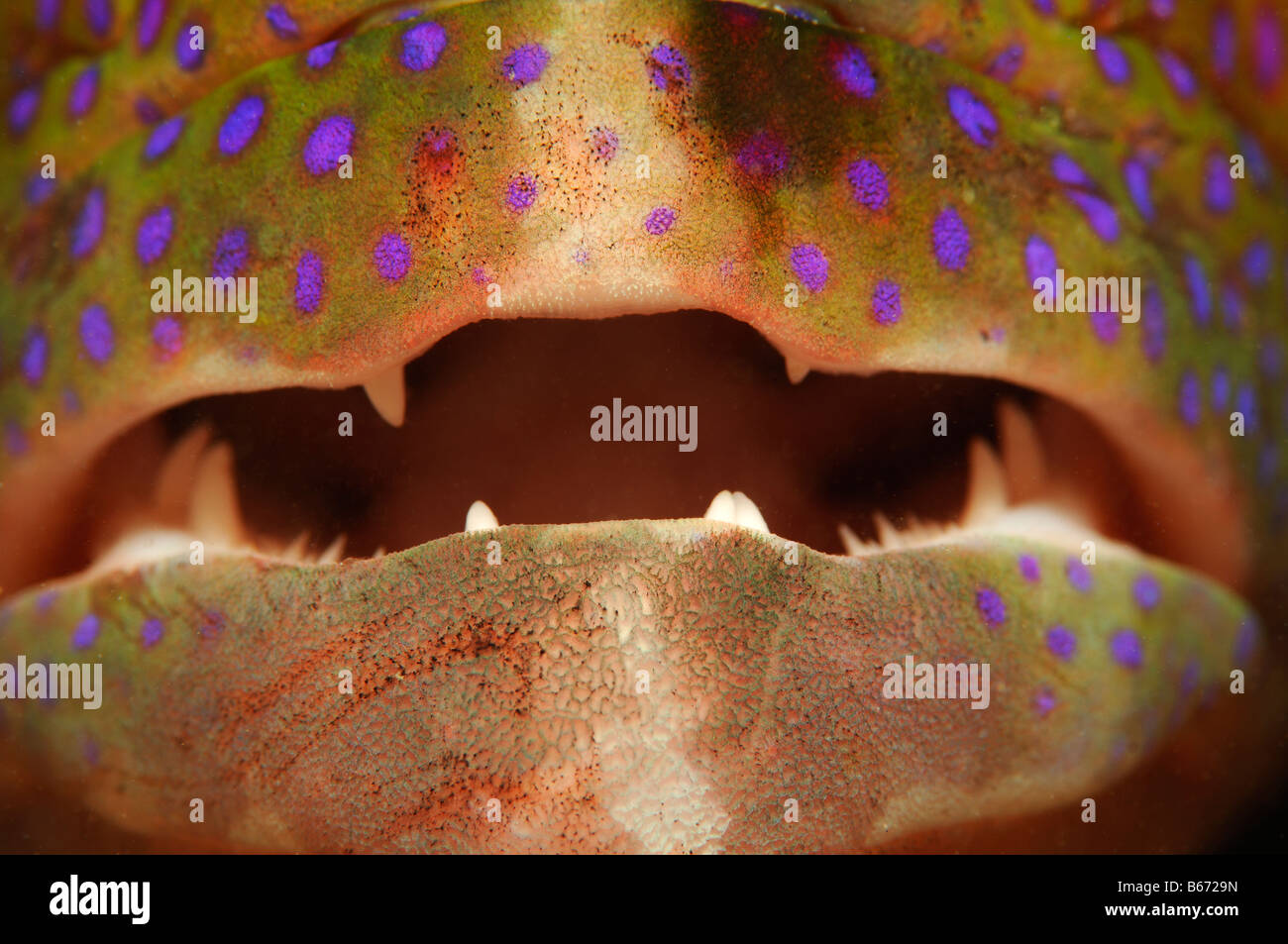 Mouth of Lunartail Trout Variola louti Marsa Alam Red Sea Egypt Stock