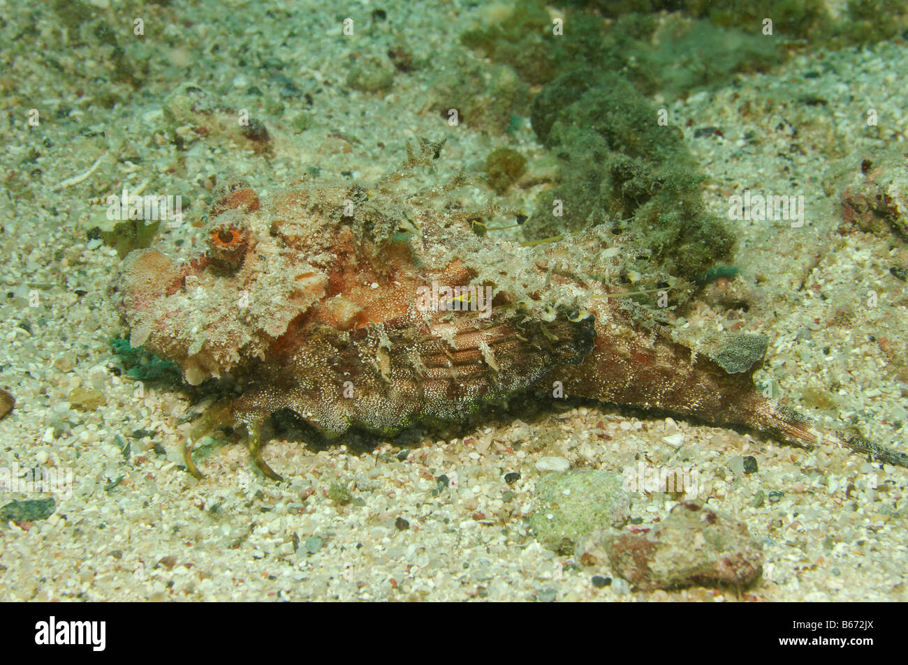 Spiny Devilfish Inimicus filamentosus Marsa Alam Red Sea Egypt Stock Photo