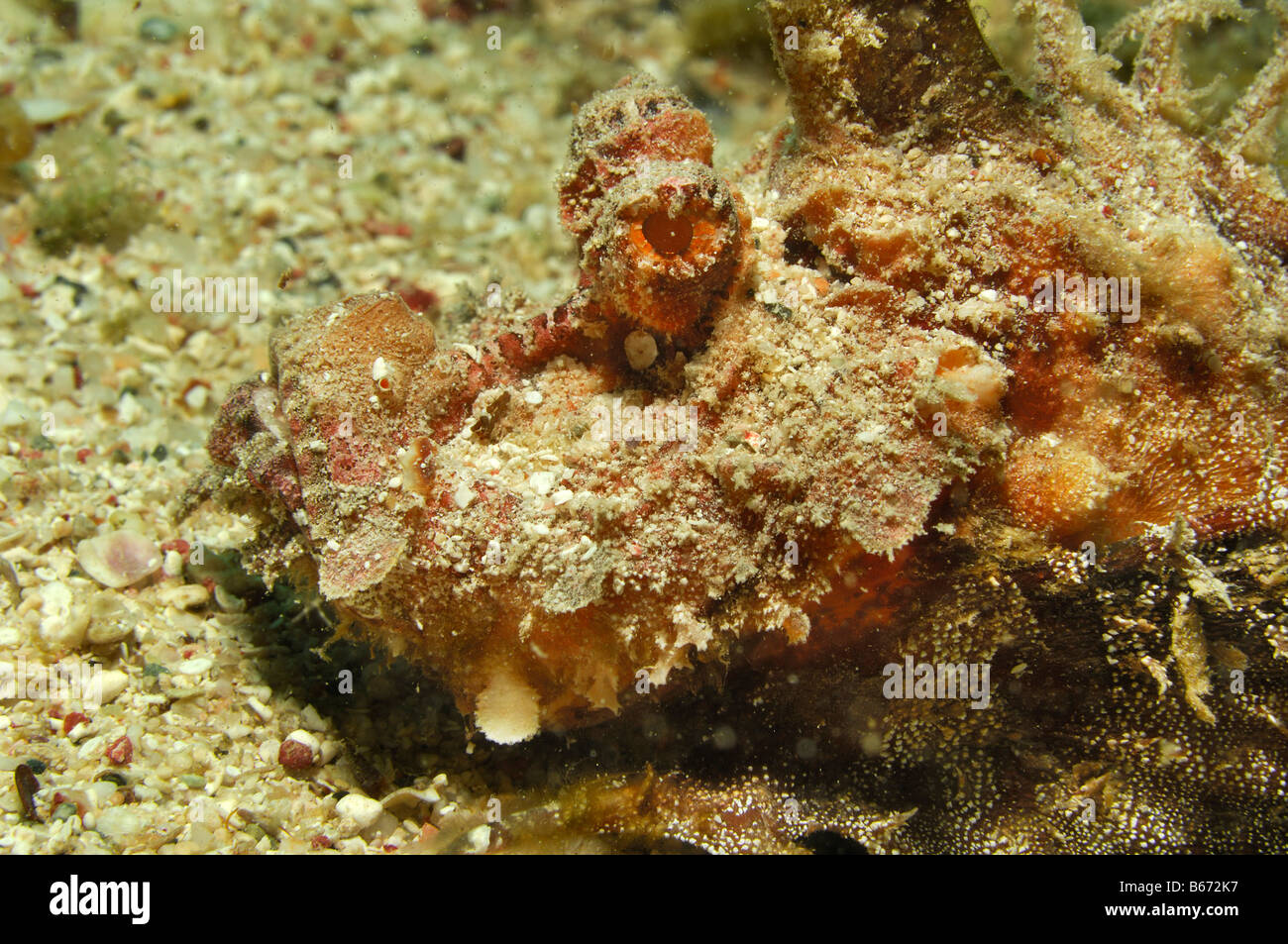 Spiny Devilfish Inimicus filamentosus Marsa Alam Red Sea Egypt Stock Photo