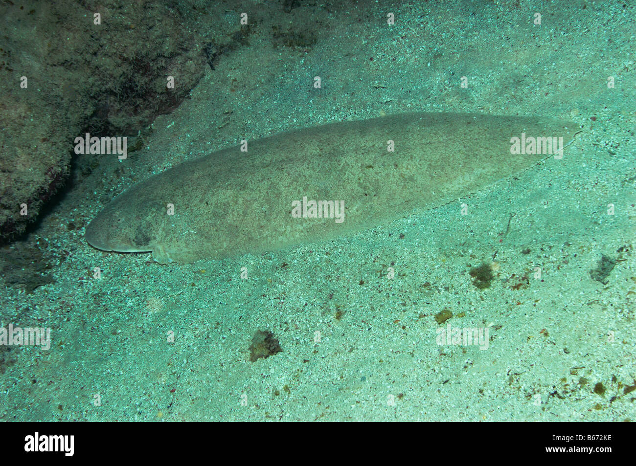 Juvenile Sole Solea spec Marsa Alam Red Sea Egypt Stock Photo Alamy