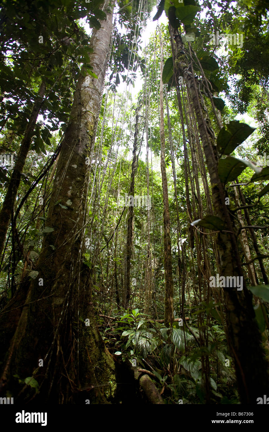 Tropical rainforest rain forest (foret vierge)  in Amazonia Ecuador vertical  70747 Ecuador Stock Photo