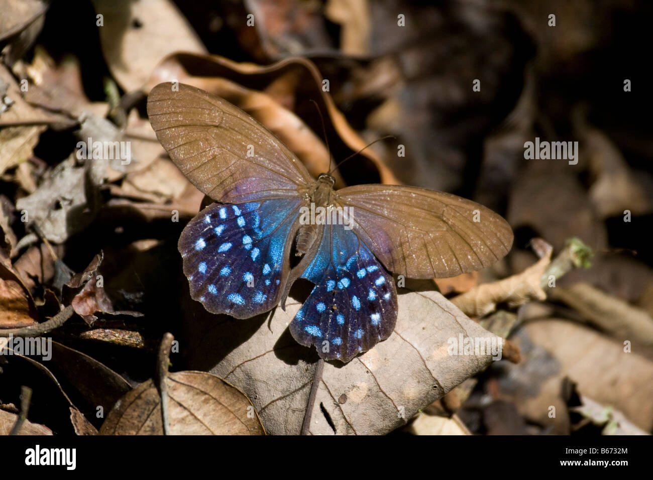Large blue and brown butterfly on dead leaves. Amazone rain forest, Amazonia Ecuador.Horizontal. 70756 Ecuador Stock Photo