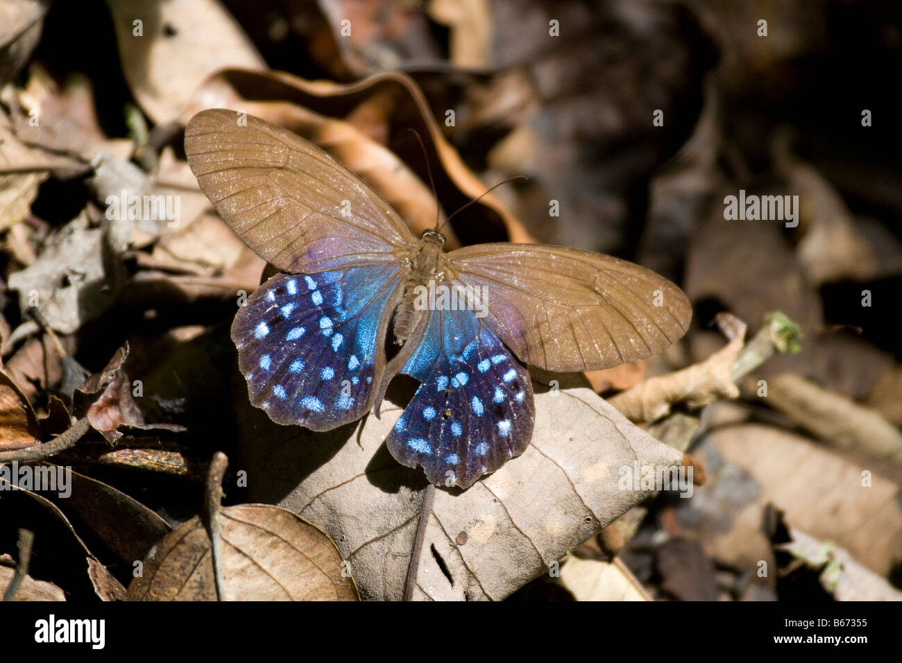 Large blue and brown butterfly on dead leaves. Amazone rain forest, Amazonia Ecuador.Horizontal. 70757 Ecuador Stock Photo