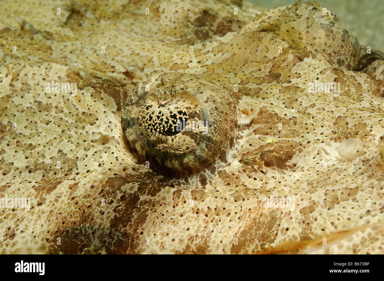 Eye of Tentacled Flathead Papilloculiceps longiceps Marsa Alam Red Sea Egypt Stock Photo