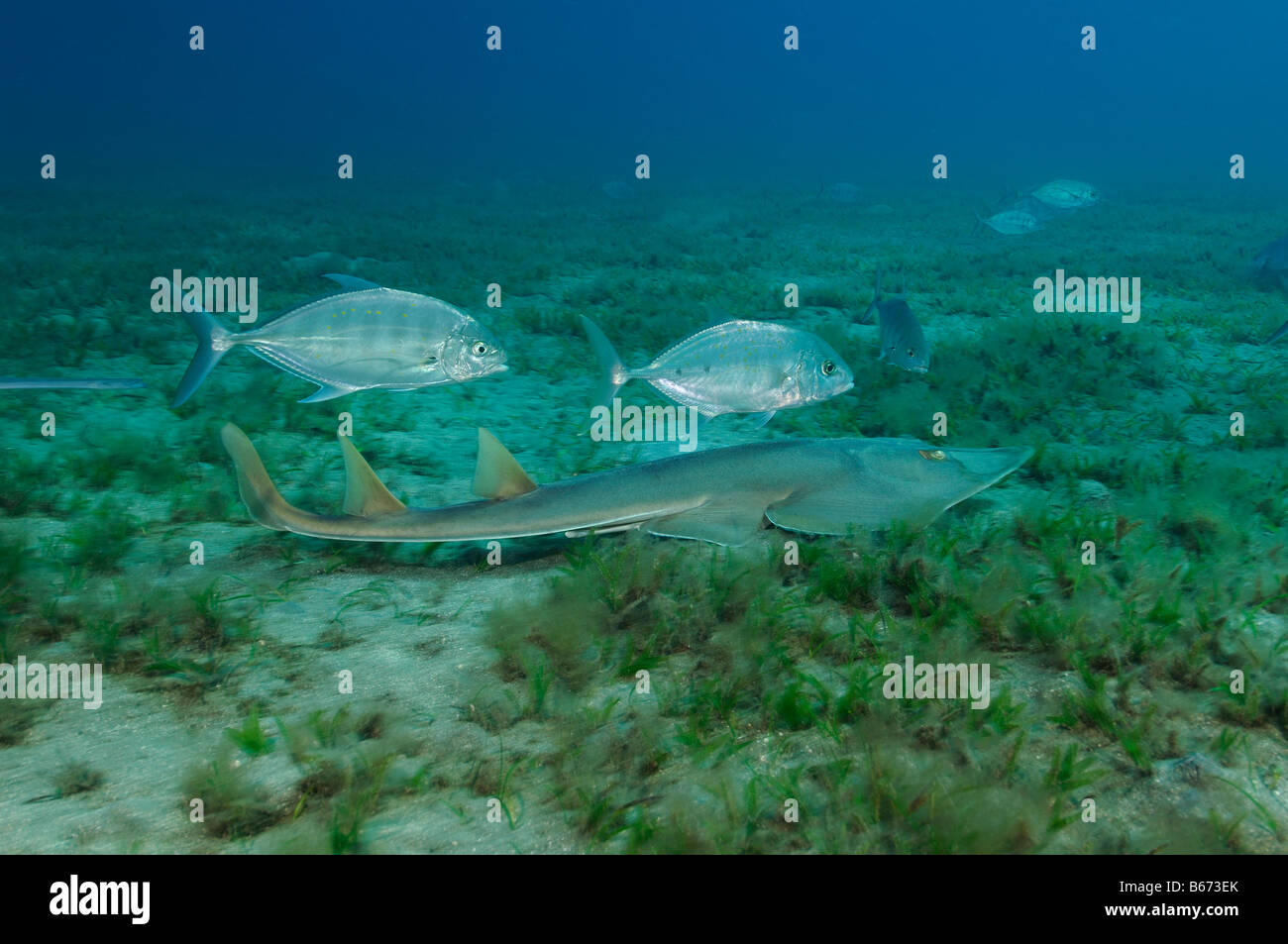 Guitarfish and Trevallys over Seaweed Rhinobatos rhinobatos Abu Dabab Marsa Alam Red Sea Egypt Stock Photo