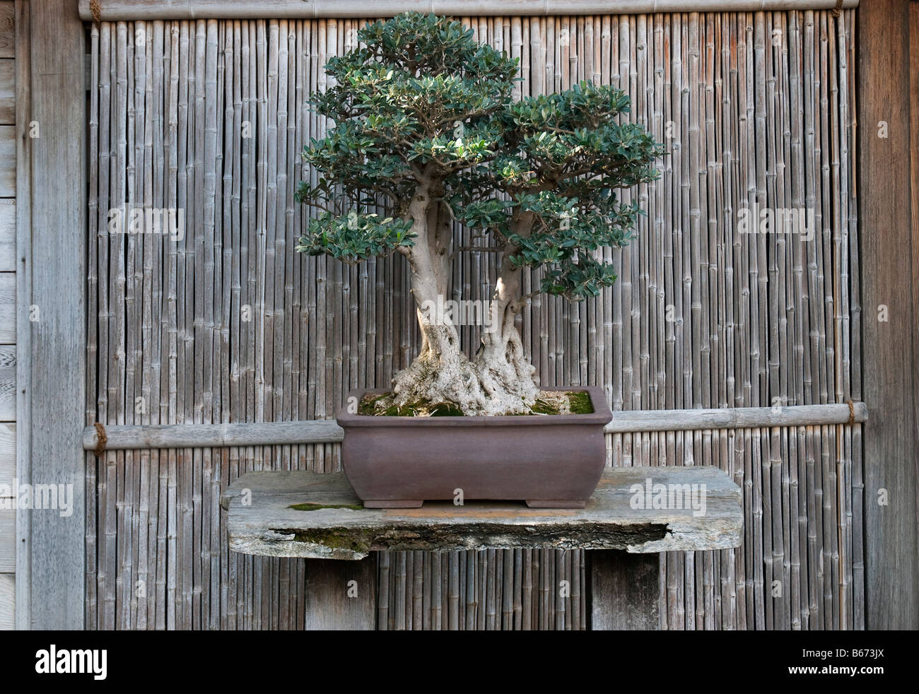 Olive tree (olea europaea) grown as bonsai. At the Huntington Botanical  Gardens, Santa Monica, USA Stock Photo - Alamy
