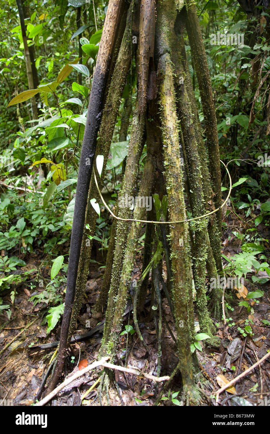 Tropical rainforest rain forest (foret vierge)  in Amazonia Ecuador vertical  70768 Ecuador Stock Photo