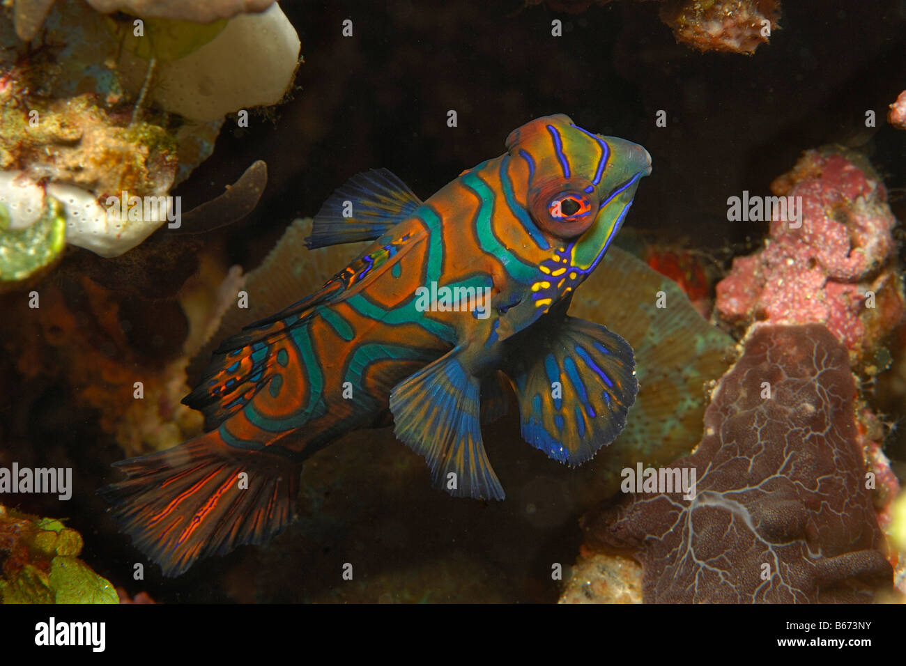 Mandarinfish Synchiropus splendidus Alor Lesser Sunda Islands Indo Pacific Indonesia Stock Photo