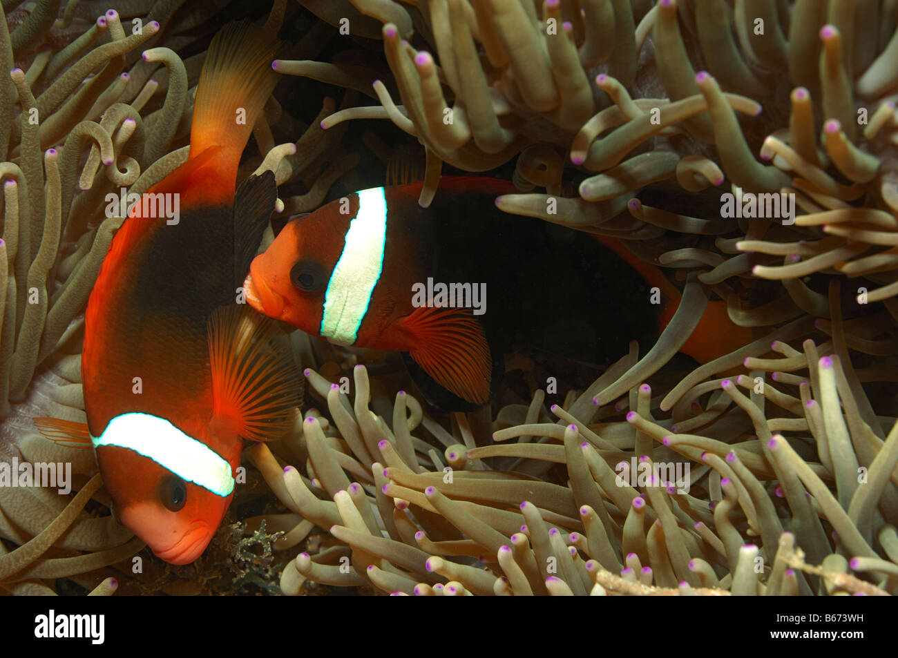 Tomato Clownfishes Amphiprion frenatus Alor Lesser Sunda Islands Indo Pacific Indonesia Stock Photo