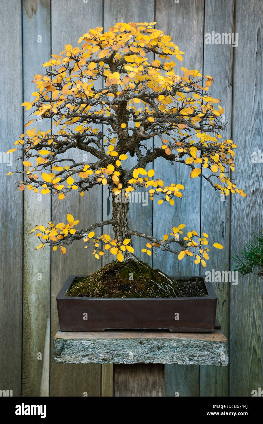 Chinese elm (ulmus parvifolia) grown as bonsai.  At the Huntington Botanical Gardens, Santa Monica, USA Stock Photo