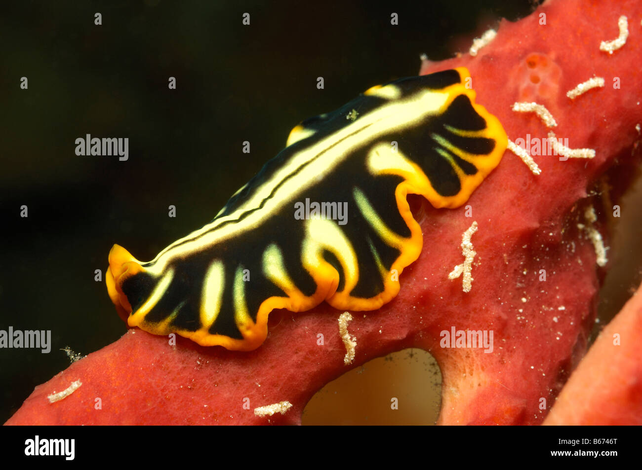 Flatworm Pseudoceros dimidiatus Alor Lesser Sunda Islands Indo Pacific Indonesia Stock Photo