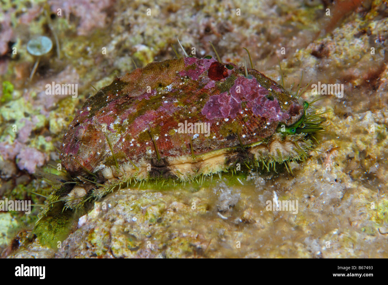 Mediterranean Ablone Haliotis tuberculata Susac Island Adriatic Sea Croatia Stock Photo