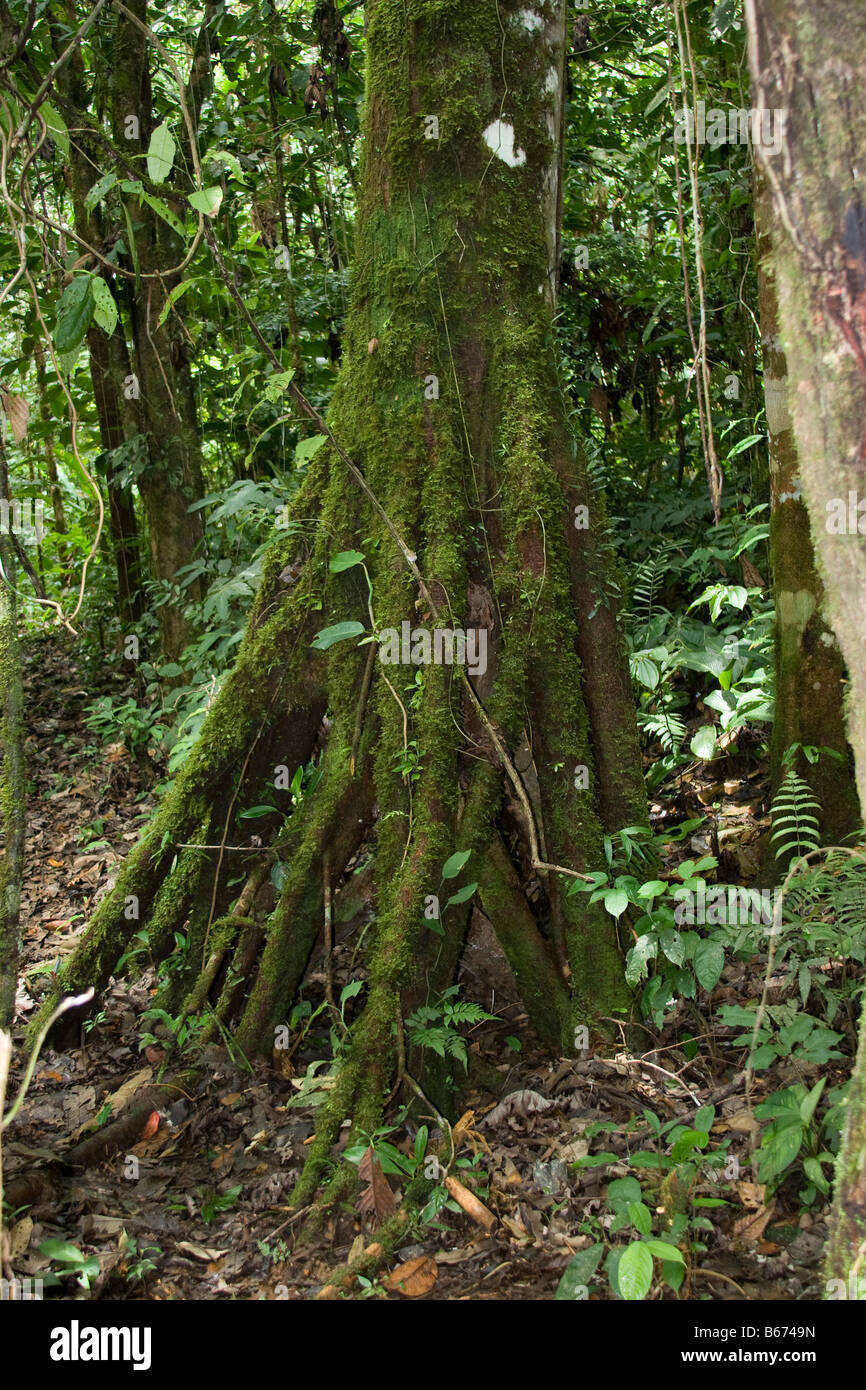 Trees In Tropical Rainforest Rain Forest Foret Vierge In - 