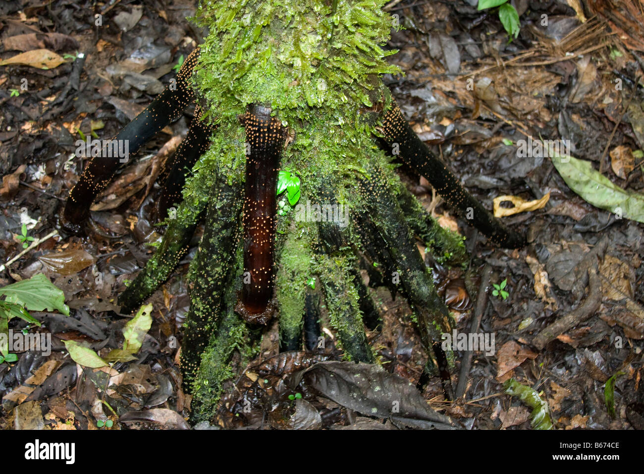 Tree roots Tropical rainforest rain forest (foret vierge)  in Amazonia Ecuador Horizontal 70788 Ecuador Stock Photo