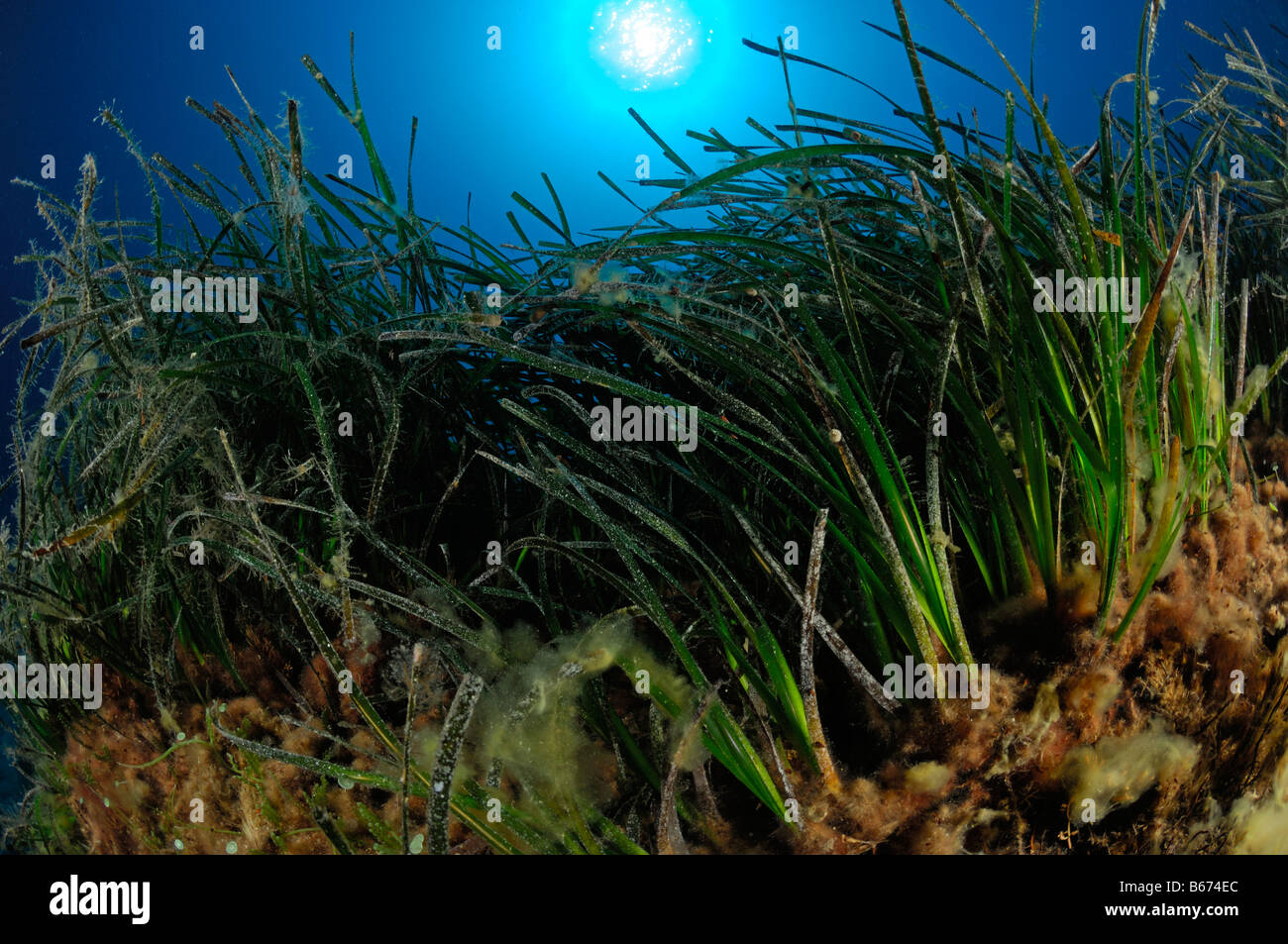 Seagrass Meadow Posidonia oceanica Susac Island Adriatic Sea Croatia Stock Photo