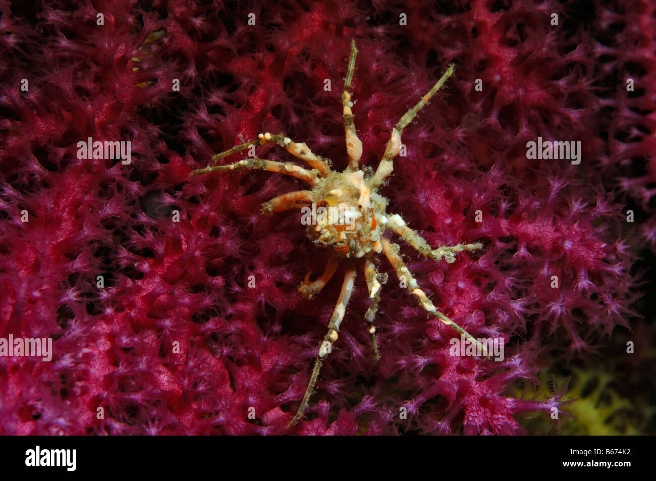 Spider Crab Herbstia Susac Island Adriatic Sea Croatia Stock Photo
