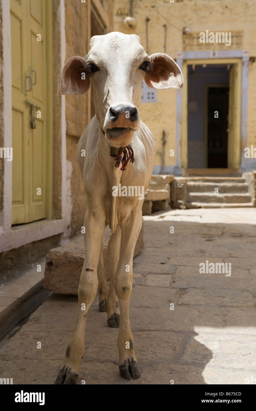 Scrawny baby cow Stock Photo