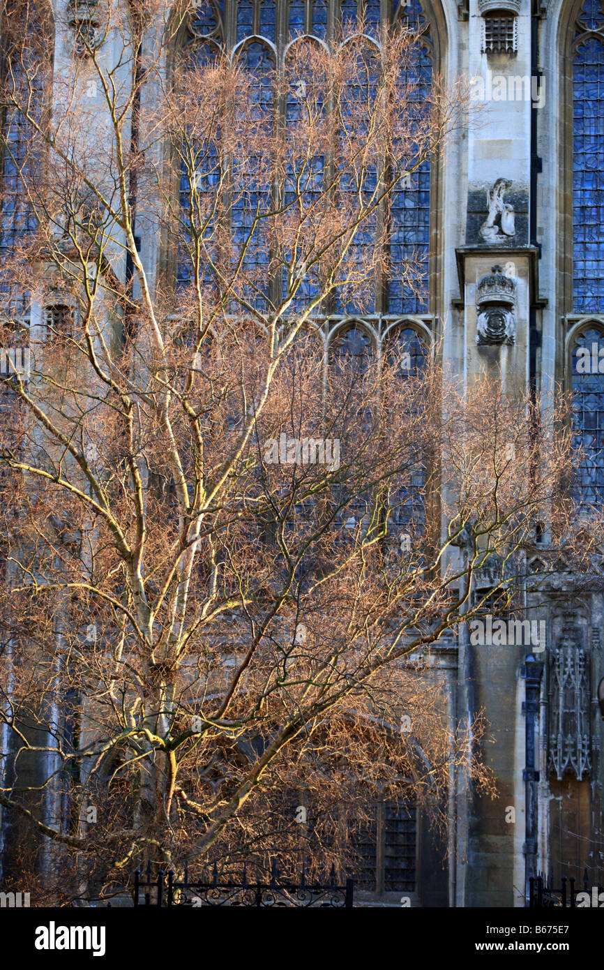 Kings College Chapel, Cambridge University sliver birch tree lit by golden winter sunshine. Stock Photo