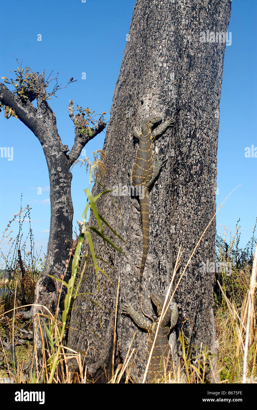 monitor lizards climbing a tree, Chobé national park, Botswana Stock