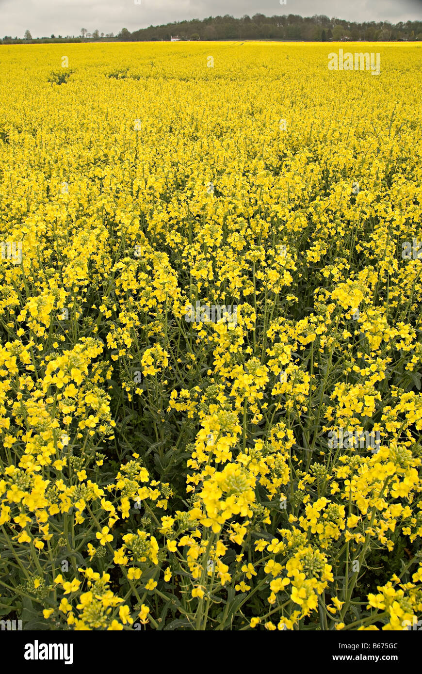 oil seed rape field in the uk ready for bio fuel production Stock Photo ...