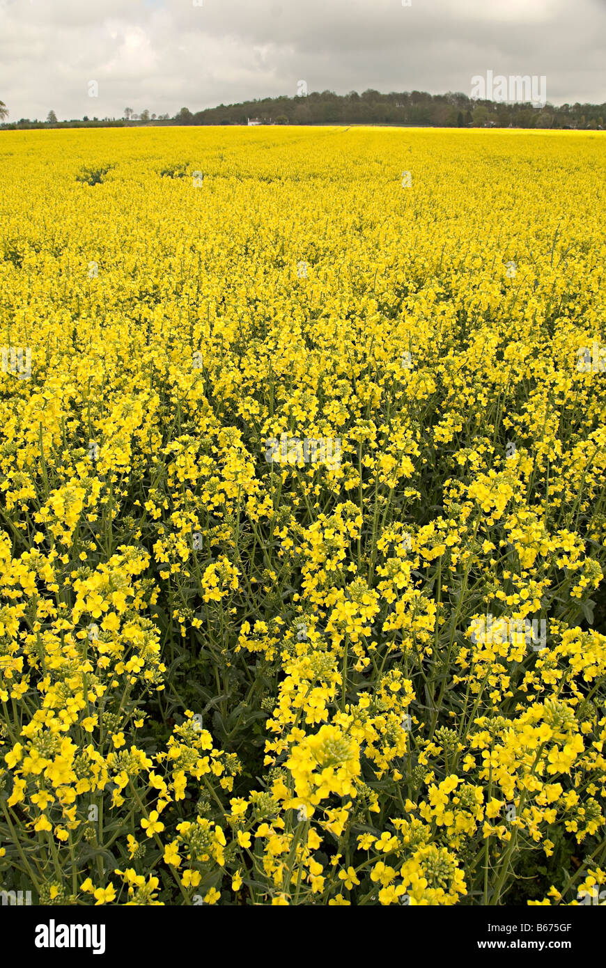 oil seed rape field in the uk ready for bio fuel production Stock Photo ...