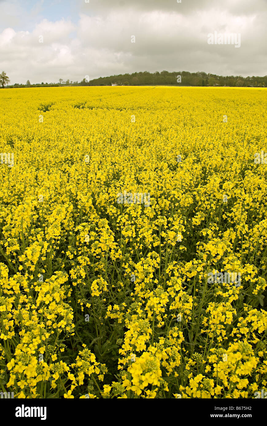 oil seed rape field in the uk ready for bio fuel production Stock Photo ...