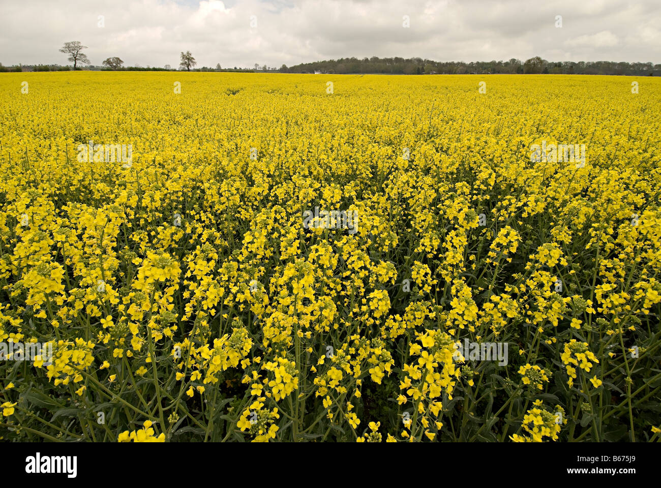 oil seed rape field in the uk ready for bio fuel production Stock Photo ...