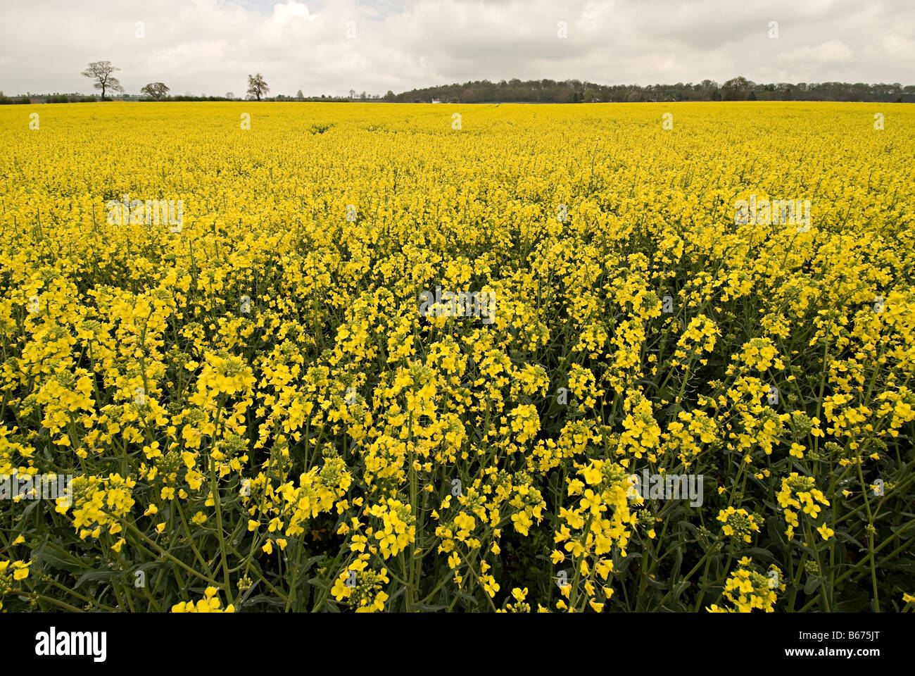 oil seed rape field in the uk ready for bio fuel production Stock Photo ...