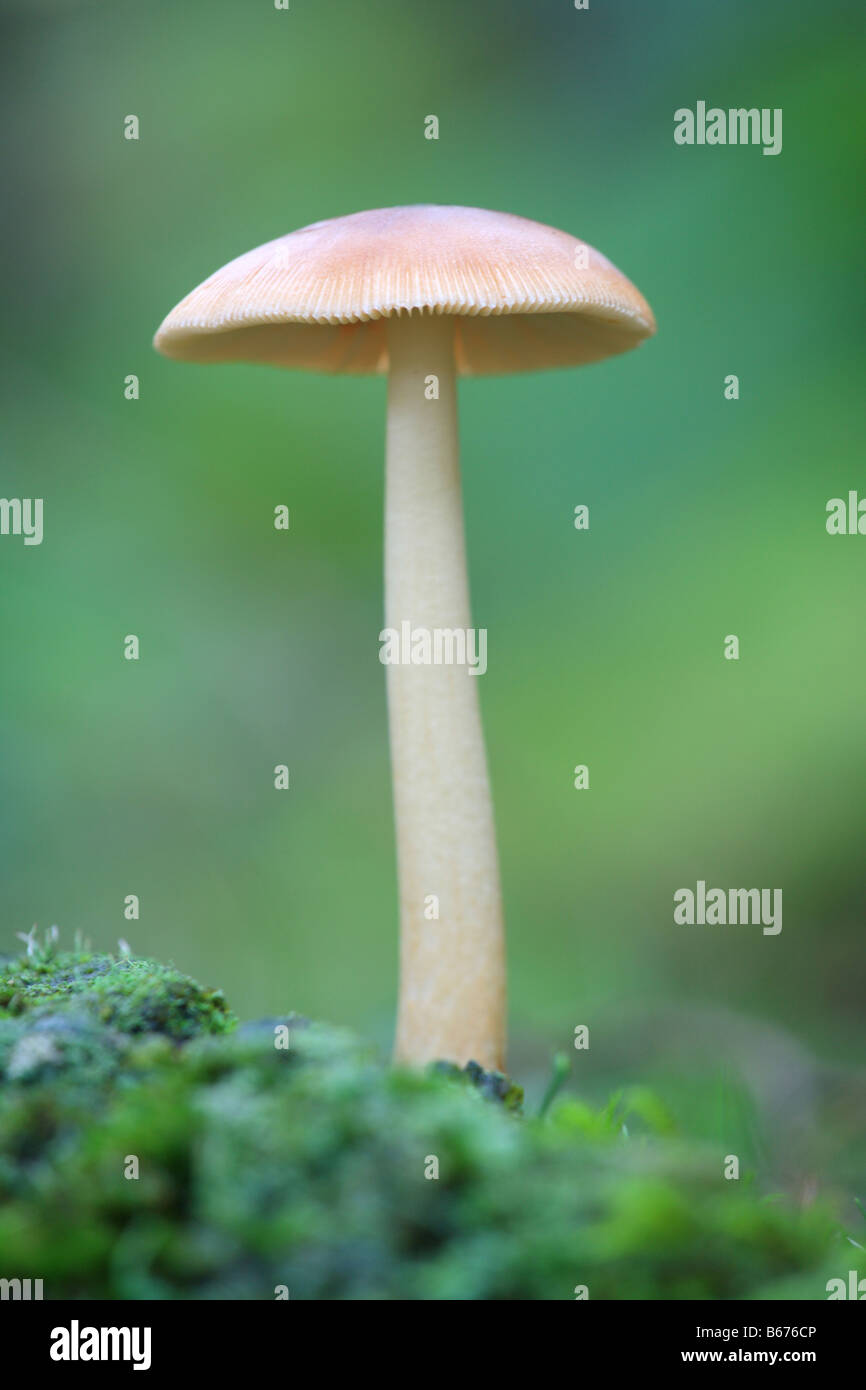 'Single toadstool' Mushroom fungi on a mossy woodland floor. Stock Photo