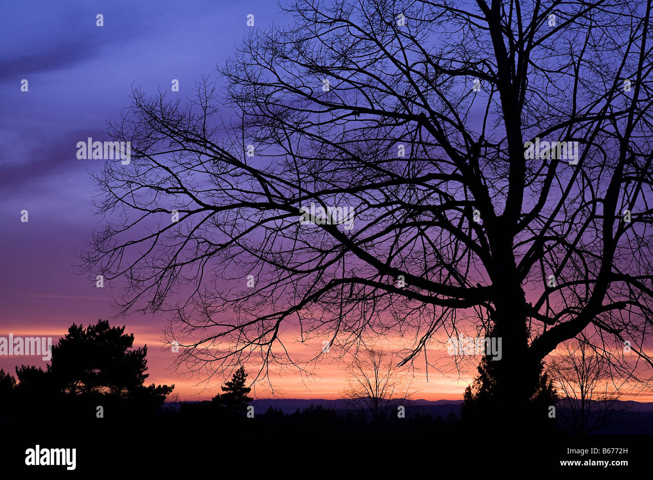 Rustic tree silhouette hi-res stock photography and images - Alamy